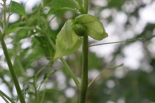 Physalis angulata (ceplukan, ciplukan, kabuk domatesleri, yer kirazı, physalis peruviana, İnka üzümü, Cape bektaşi üzümü, poha üzümü, altın çileği) ilaç veya meyve için yararlı olan tropikal bitki