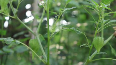 Physalis angulata (ceplukan, ciplukan, kabuk domatesleri, yer kirazı, physalis peruviana, İnka üzümü, Cape bektaşi üzümü, poha üzümü, altın çileği) ilaç veya meyve için yararlı olan tropikal bitki