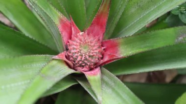 Kırmızı meyveli yeşil ve kırmızı tropikal ananas ağacı