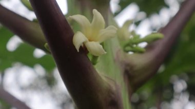 Papaya ağacındaki güzel, genç papaya çiçekleri. 