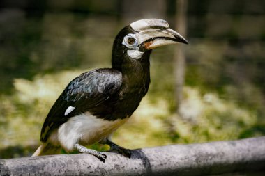 Oriental Pied Hornbill 'in Portresi (Anthracoceros albirostris)