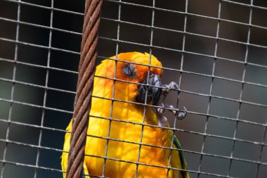 Güneş conure papağan bir kafes içinde