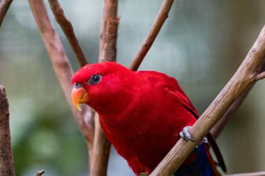 Kırmızı lori kuşu bir dala tünedi.