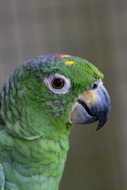 Güney yemeklerinden bir Amazon Papağan Portresi 'nin yakın çekimi. 