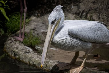 Gölette tüneyen ve yüzen bir pelikanın portresi