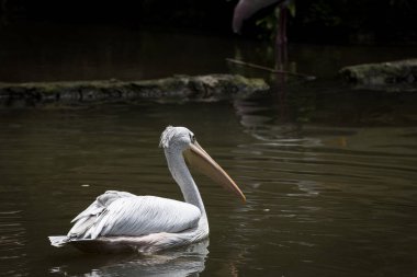 Gölette tüneyen ve yüzen bir pelikanın portresi