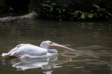 Gölette tüneyen ve yüzen bir pelikanın portresi