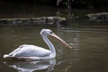 Gölette tüneyen ve yüzen bir pelikanın portresi