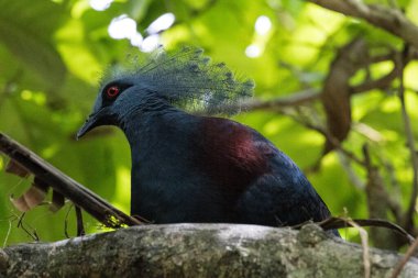 Victoria Taçlı Güvercin Yuvası (Goura Viktorya)) 
