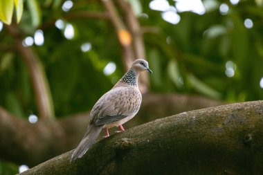 Benekli güvercin (Spilopelia chinensis)