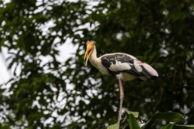 Gölün kıyısında duran boyalı leylek