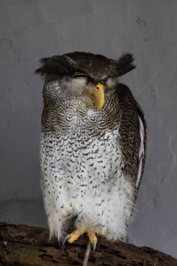Sevimli Uykucu benekli kartal baykuşu Gözleri kapalı