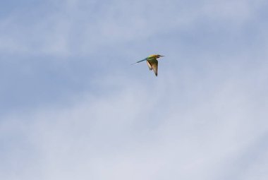 Mavi gökyüzünde uçan mavi kuyruklu arı yiyici