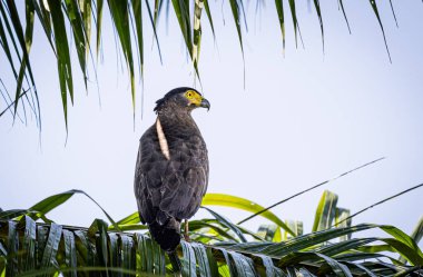 Kuala Gula Malezya 'daki ormandaki gölgeli bir ağaca tüneyen ibikli yılan kartalı.
