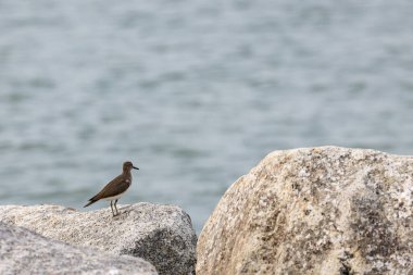 Penang Malezya sahillerinde gezinen Çulluk kuşu