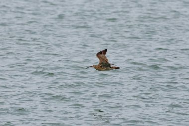 Penang Malezya 'da, okyanus boyunca uçan bir kuş.