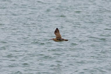 Penang Malezya 'da, okyanus boyunca uçan bir kuş.