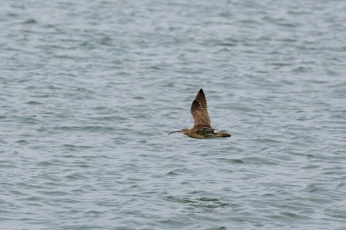 Penang Malezya 'da, okyanus boyunca uçan bir kuş.