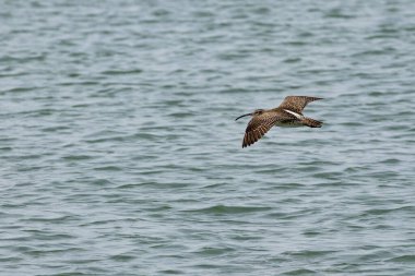 Penang Malezya 'da, okyanus boyunca uçan bir kuş.