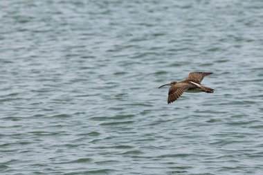 Penang Malezya 'da, okyanus boyunca uçan bir kuş.