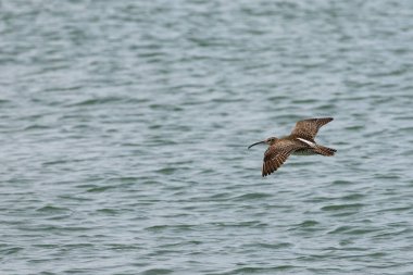 Penang Malezya 'da, okyanus boyunca uçan bir kuş.