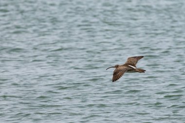 Penang Malezya 'da, okyanus boyunca uçan bir kuş.