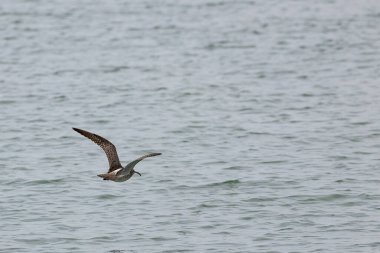 Penang Malezya 'da, okyanus boyunca uçan bir kuş.
