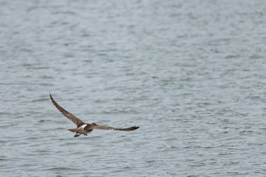 Penang Malezya 'da, okyanus boyunca uçan bir kuş.