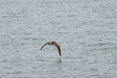 Penang Malezya 'da, okyanus boyunca uçan bir kuş.