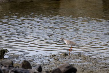 Penang Malezya sahilindeki kayalıklara tünemiş bir kuş.