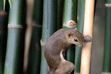 Şehir siluetinde koşan bir sincap
