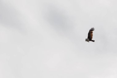 Brahminy Uçurtma Kartalı Malezya 'da gökyüzünde uçuyor.