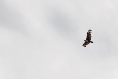 Brahminy Uçurtma Kartalı Malezya 'da gökyüzünde uçuyor.