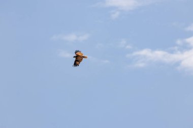 Brahminy Uçurtma Kartalı Malezya 'da gökyüzünde uçuyor.