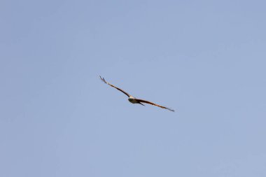 Brahminy Uçurtma Kartalı Malezya 'da gökyüzünde uçuyor.