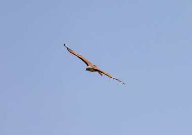 Brahminy Uçurtma Kartalı Malezya 'da gökyüzünde uçuyor.