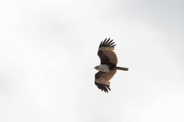 Brahminy Uçurtma Kartalı Malezya 'da gökyüzünde uçuyor.
