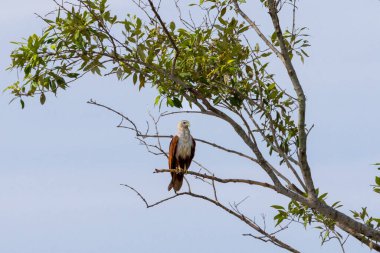 Brahminy Uçurtma Kartalı Malezya 'da bir ağaca tünedi.
