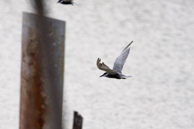 Martı gagalı deniz kestanesi göçmen kuşlar Malezya 'nın sulak alanlarında uçuyorlar.