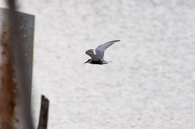 Martı gagalı deniz kestanesi göçmen kuşlar Malezya 'nın sulak alanlarında uçuyorlar.