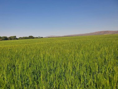 Arkasında güzel manzaralı mısır gevreği üretim alanı