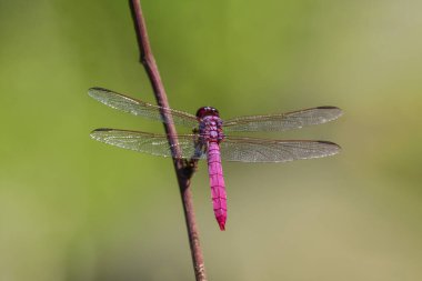 Caballito purpura, posando en lente Macro, jardines Puebla