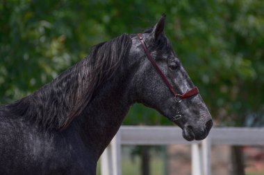 Hermoso corsel pinto, analizando su ruta de concurso.