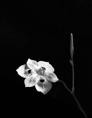 Minimalsmo, blanco y negro, Orquidea