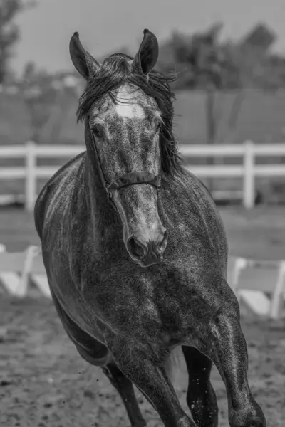 Caballero vestido de gris oxford, posando en pasarela.