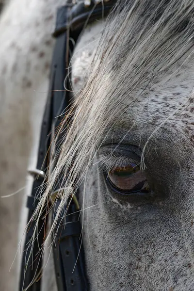 Mirada profunda y pensativa, Equino preando su salto.