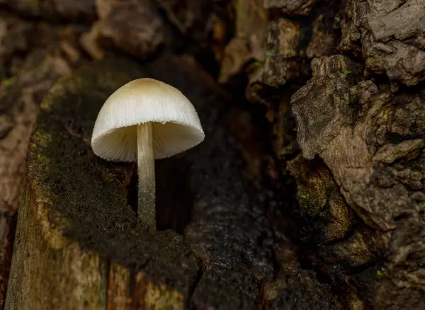 Hermoso escarabajo en traje de noche saliendo a record jardines