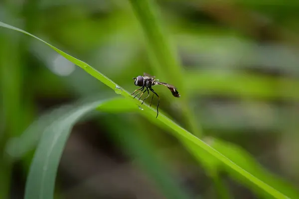 Böcek, hıçkırık por el jardin. 
