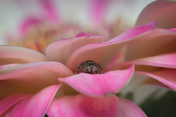 Araa saltarina, posando en makro desde su flor.