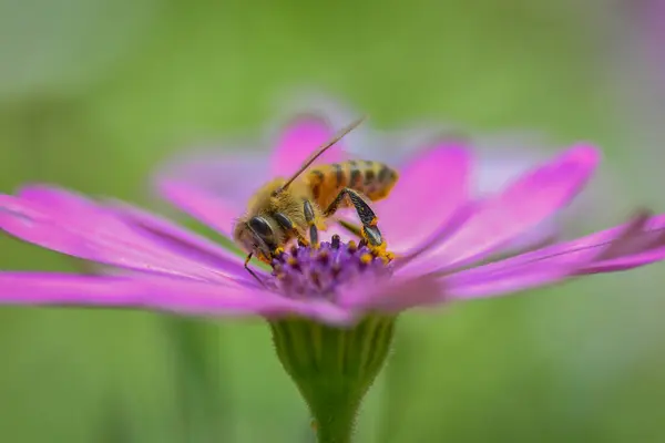 Abeja polinizando hermosa flor morada. 